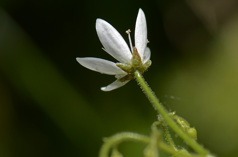 Saxifraga rotundifolia / Saxifraga a foglie rotonde